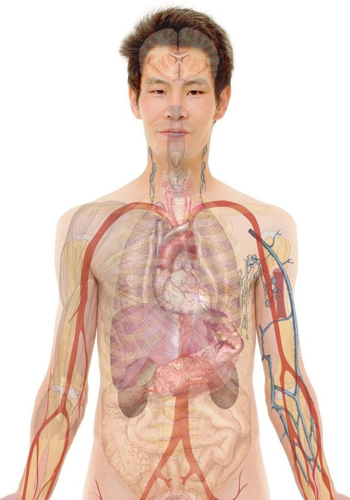 Body Biography Template